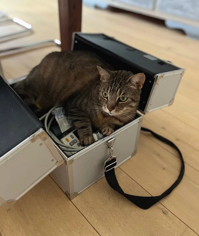Eine graugetigerte Katze liegt gemütlich in einem aufgeklappten Aluminiumbehandlungskoffer. Unter ihren Pfoten sind medizinische Instrumente zu erkennen (Sethetoskop, Blutdruckmanschette)