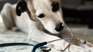 Ein schwarz weißer alter Hund riecht während der geriatrische Untersuchung an einem Stethoskop während einem Hausbesuch des mobilen Tierarztes