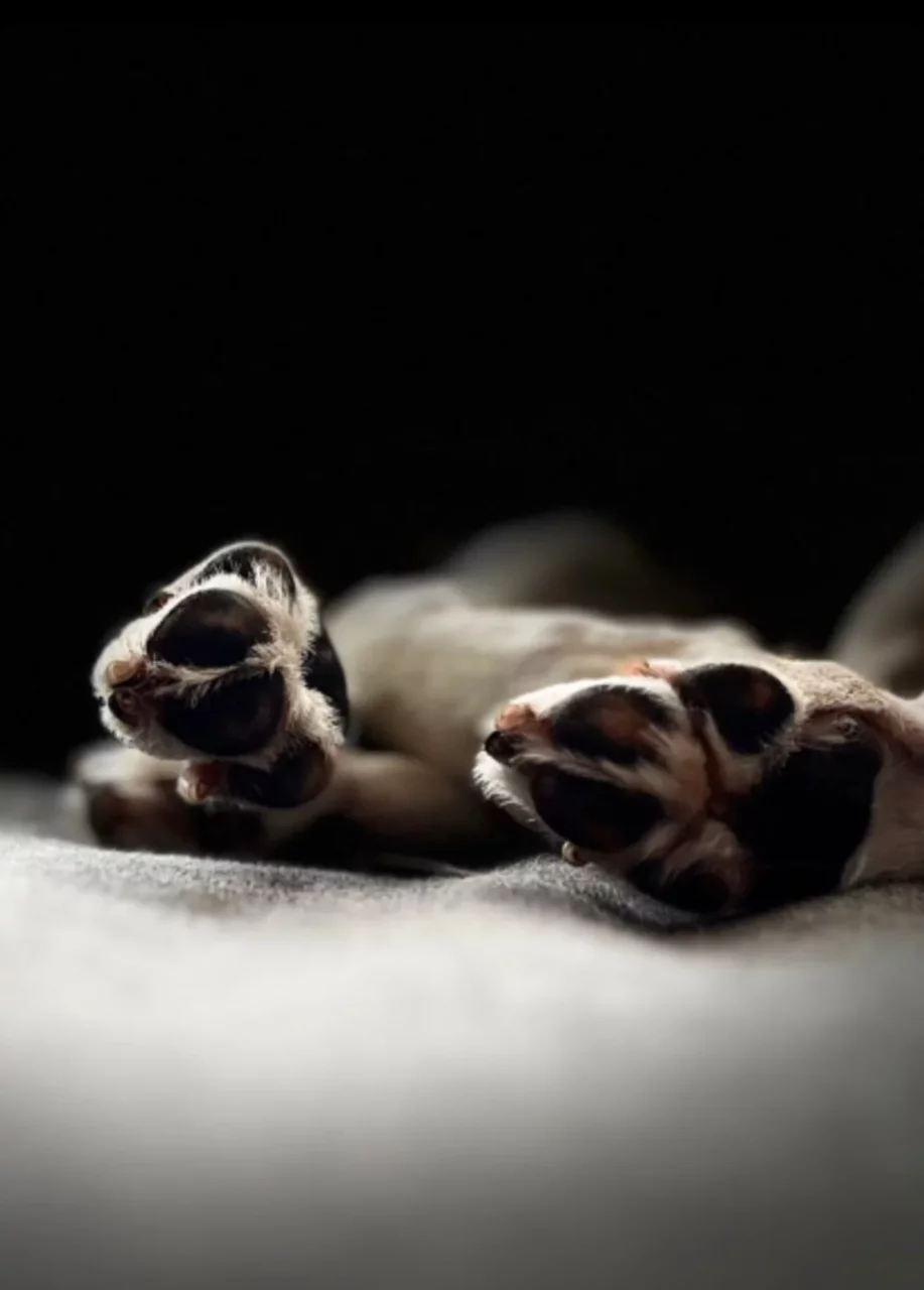 Ein Schwarweißes Bild mit zentralem Blick auf die HInterpfoten eines Hundes. Die Pfoten sind in der Bildmitte fokussiert, das Fell des Hundes ist weiß, aber es sind nur die Hinterbeine erkennbar.