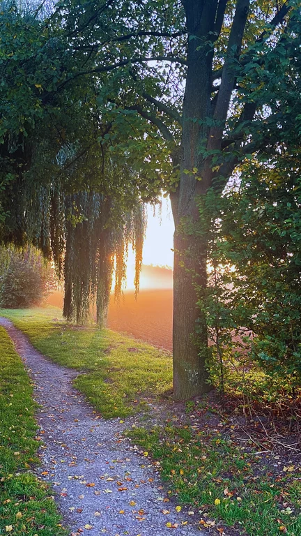 Ein schmale Schotterpfard führt flankiert von Gras in die Ferne. am rechten Wegsrand stehen Bäume unter anderem eine Weide. Diese Bäume bilden eine Art Torbogen, der den Blick in die Ferne über ein Feld eröffnet. In der Ferne geht die Sonne gerade rosaorange strahlend auf.