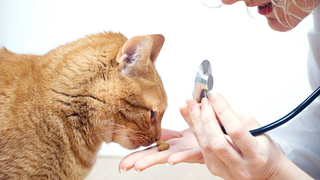Eine rotbraune Katze riecht an einem Katzenleckerli das eine Tierärztin der Katze hinhält während sie die Katze mit einem Stethoskop untersucht