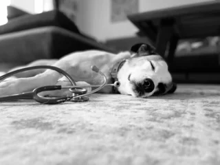 Das Bild zeigt ein Schwarzweiß Bild von Praxishündin Lilli. Sie liegt friedlich schlafend auf dem Teppich. Im Bildvordergrund liegt ein Stethoskop