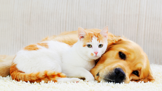 Eine weiß rotgetigerte Katze kuschelt sich an einen hellbraunen Hund auf einem weißen Teppich