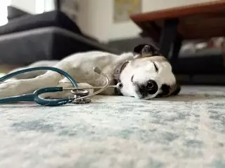 Ein weiß schwarzer alter Mischlingshund liegt auf einem grau schwarzen Sofa und hat ein Stethoskop umgehängt