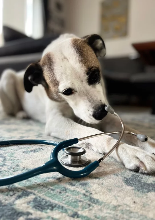 Ein weiß-brauner Hund liegt auf dem Teppich im Wohnzimmer. Der Hintergrund ist unschar, der Fokus liegt auf dem Kopf des Hundes. Der Hund schnüffelt an einem türkisfarbenden Stethoskop